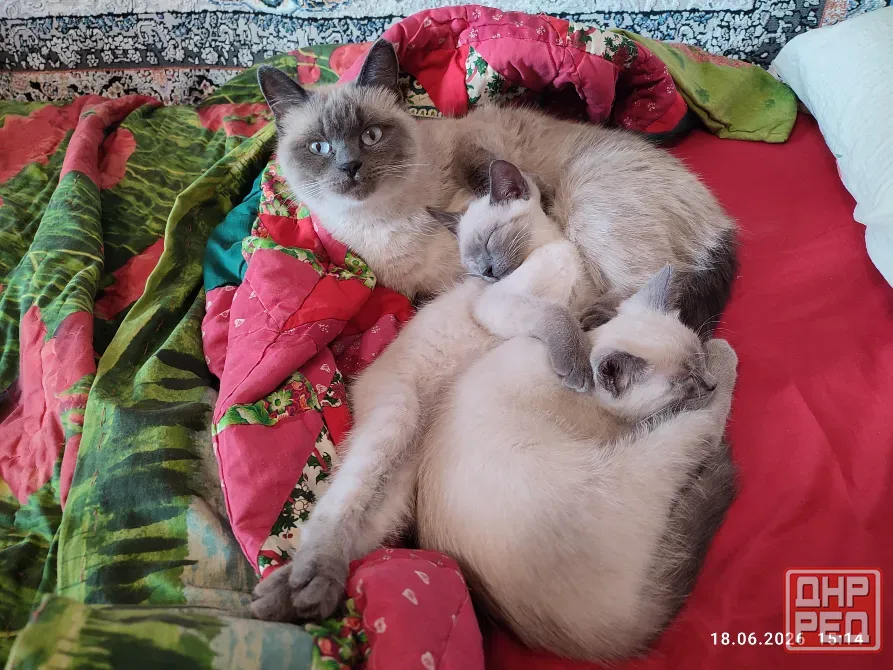 Котята Невской Маскарадной породы ждут хозяев Донецк - изображение 1