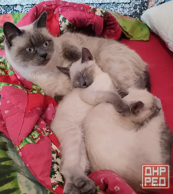 Котята Невской Маскарадной породы ждут хозяев Донецк - изображение 3
