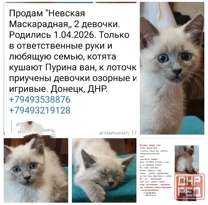 Котята Невской Маскарадной породы ждут хозяев Донецк - изображение 2