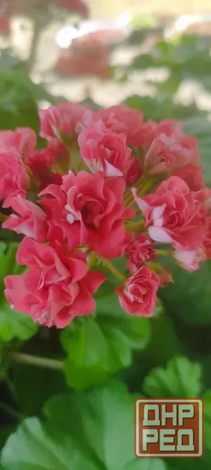 Пеларгония розебудная Австралиан Пинк Донецк - изображение 2