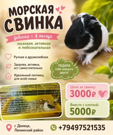 Продам морскую свинку девочку Донецк