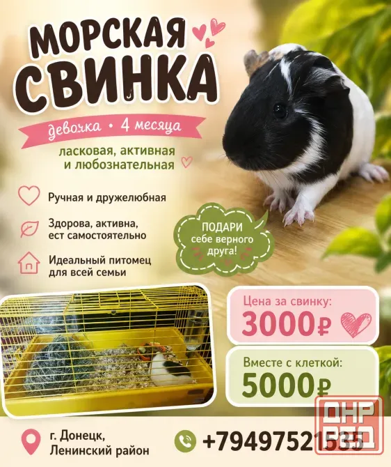 Продам морскую свинку девочку Донецк - изображение 1