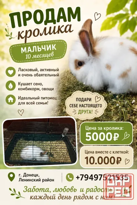 Продам кролика мальчик Донецк - изображение 1