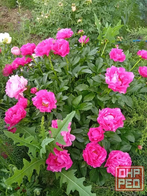 Продам пионы. Донецк - изображение 4