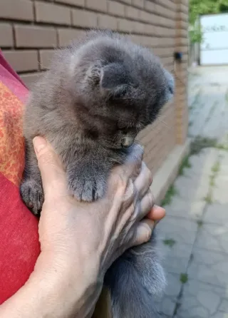 Вислоухие котята без документов Донецк