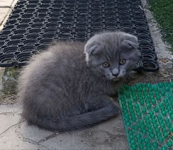 Вислоухие котята без документов Донецк