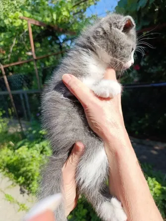 Вислоухие котята без документов Донецк