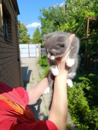 Вислоухие котята без документов Донецк