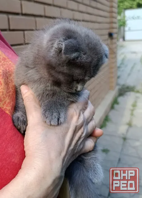Вислоухие котята без документов Донецк - изображение 5