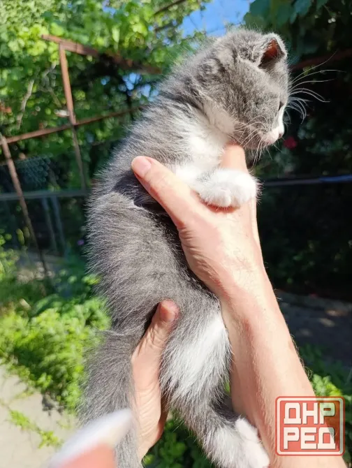 Вислоухие котята без документов Донецк - изображение 4