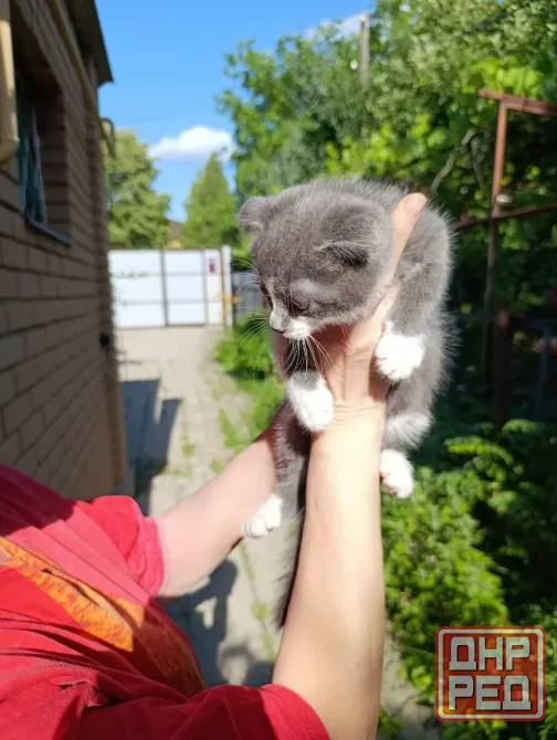 Вислоухие котята без документов Донецк - изображение 3
