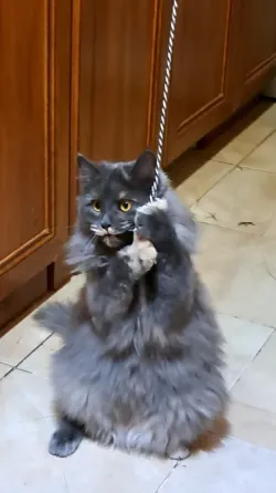 Отдам кошку бесплатно Донецк