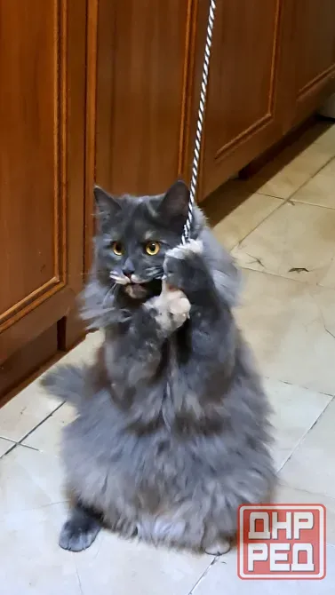 Отдам кошку бесплатно Донецк - изображение 1