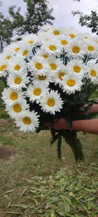 Ромашка Донецк