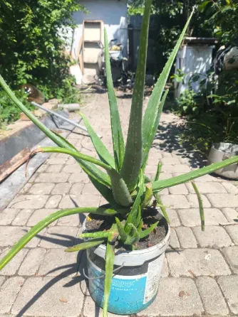 Продам алоэ Донецк