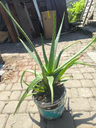 Продам алоэ Донецк