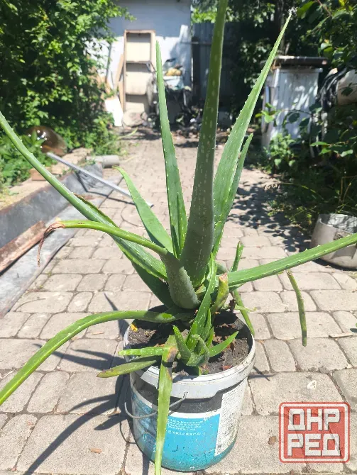 Продам алоэ Донецк - изображение 1