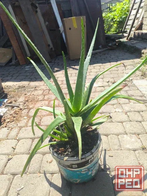 Продам алоэ Донецк - изображение 2