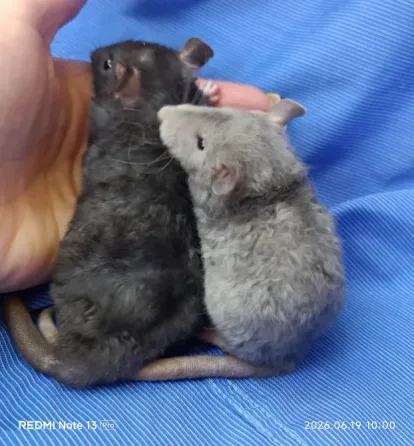 Крысята Дамбо Донецк