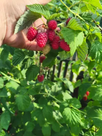 Продам домашнюю малину из своего сада Макеевка