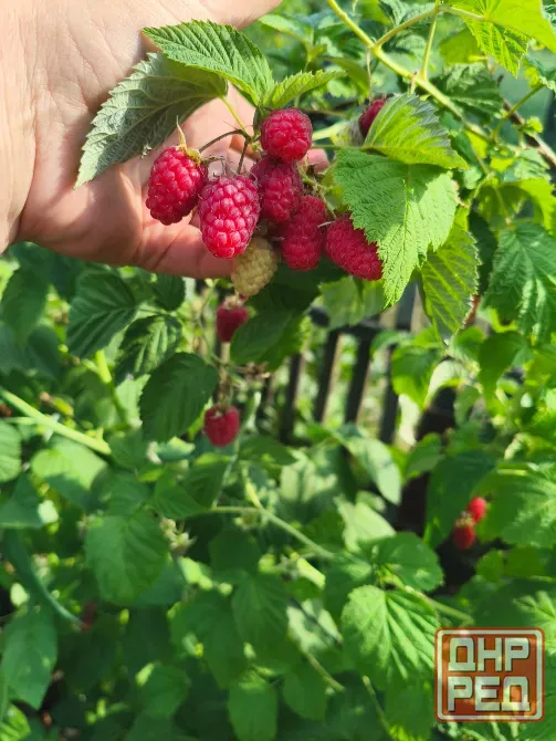 Продам домашнюю малину из своего сада Макеевка - изображение 1