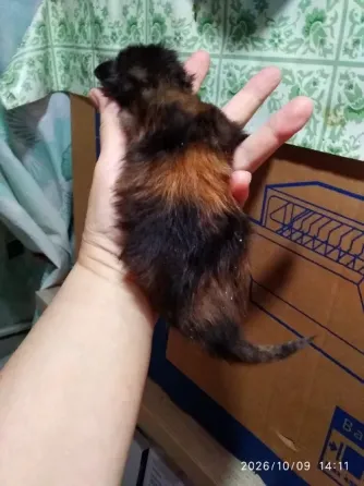 Кошечка Мейн куна Донецк