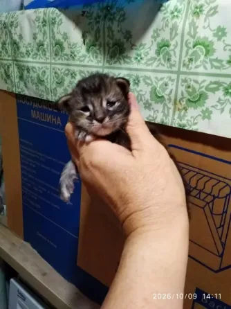 Кошечка Мейн куна Донецк