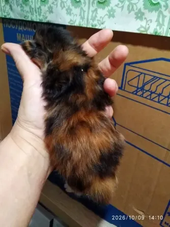 Кошечка Мейн куна Донецк