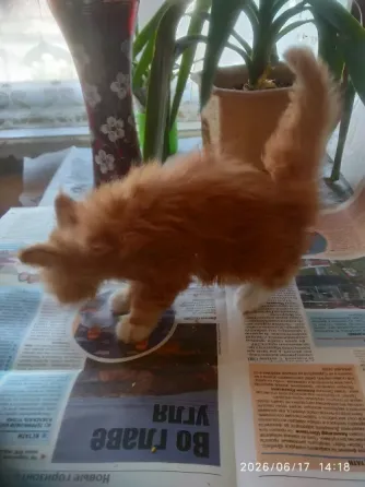 Котик Мейн кун Мариуполь