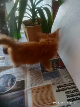 Котик Мейн кун Мариуполь