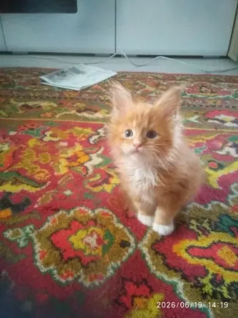 Котик Мейн кун Мариуполь