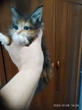 Кошечка Мейн куна Донецк