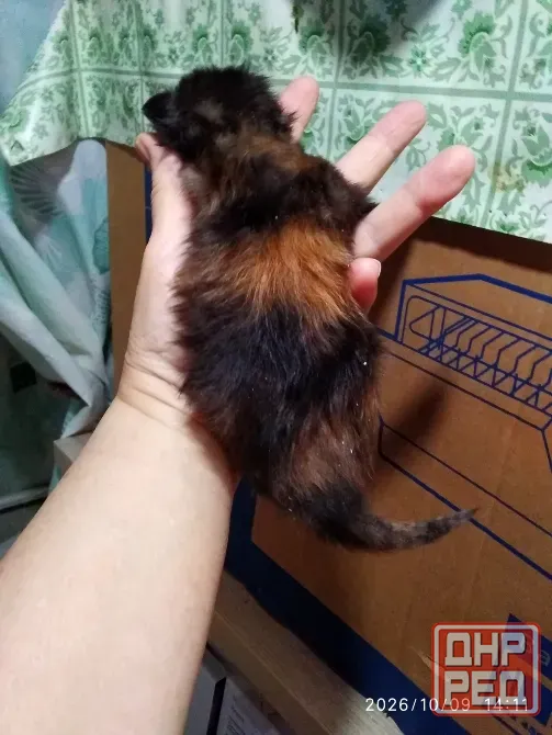 Кошечка Мейн куна Донецк - изображение 2