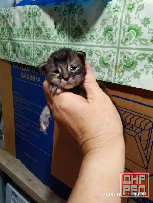 Кошечка Мейн куна Донецк - изображение 3