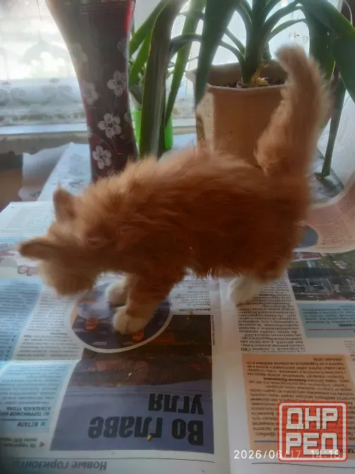 Котик Мейн кун Мариуполь - изображение 2