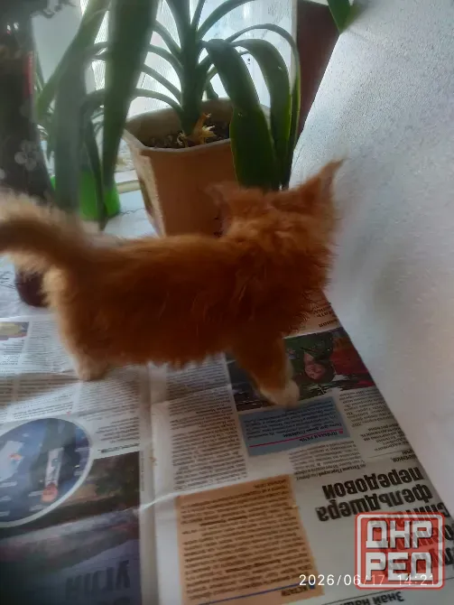 Котик Мейн кун Мариуполь - изображение 3