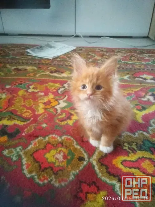 Котик Мейн кун Мариуполь - изображение 1