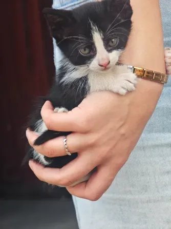 Отдам котят Донецк
