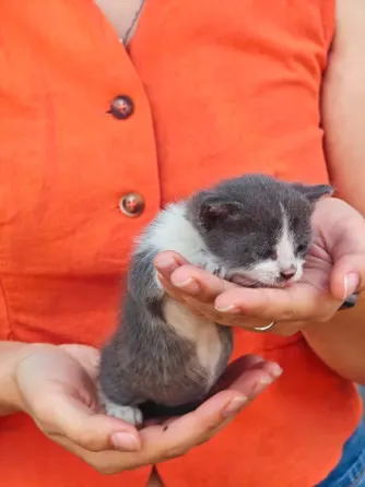 Отдам котят Донецк