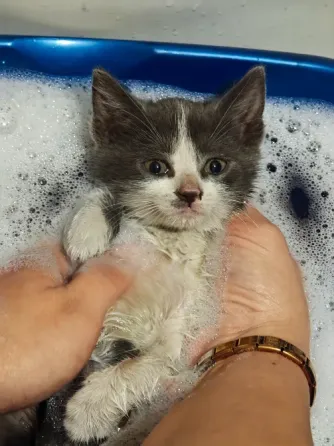 Отдам котят Донецк