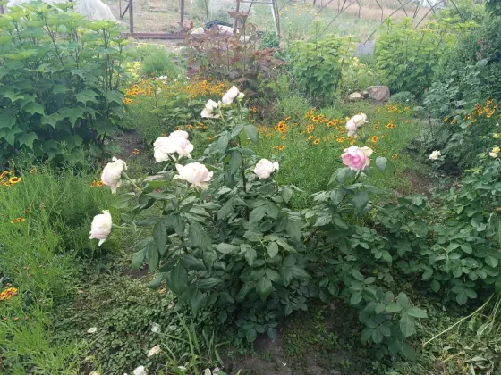 Продам домик и земельный участок 18 соток, пригород Мариуполя, неподалёку море! Мариуполь
