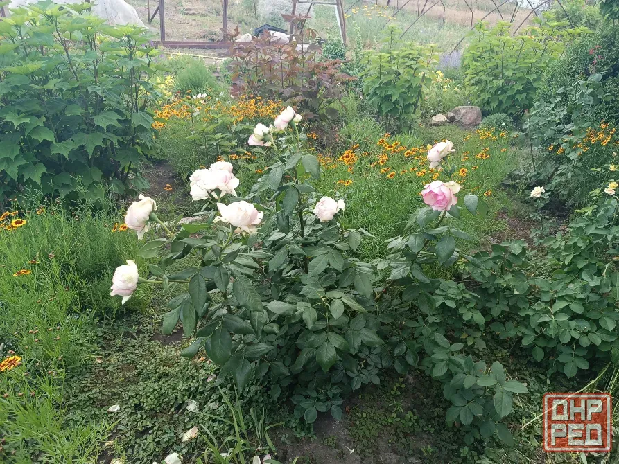 Продам домик и земельный участок 18 соток, пригород Мариуполя, неподалёку море! Мариуполь - изображение 4