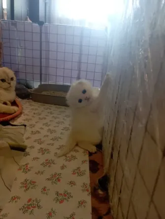 Шотландский мальчик Донецк