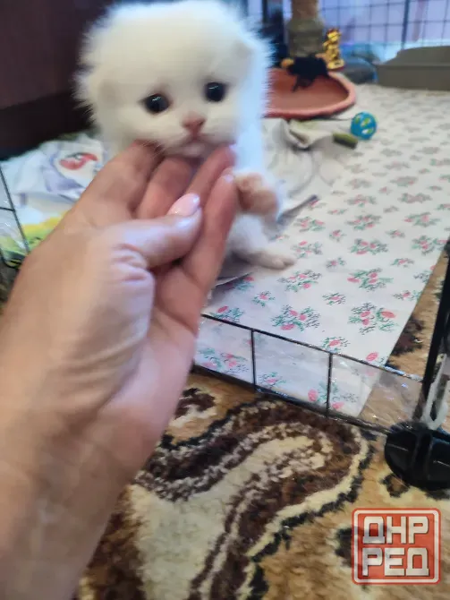 Шотландский мальчик Донецк - изображение 2