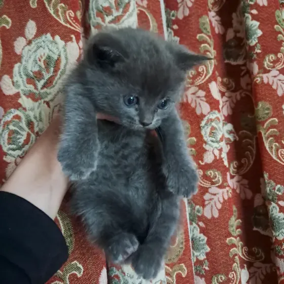 Шотландский котёнок Донецк