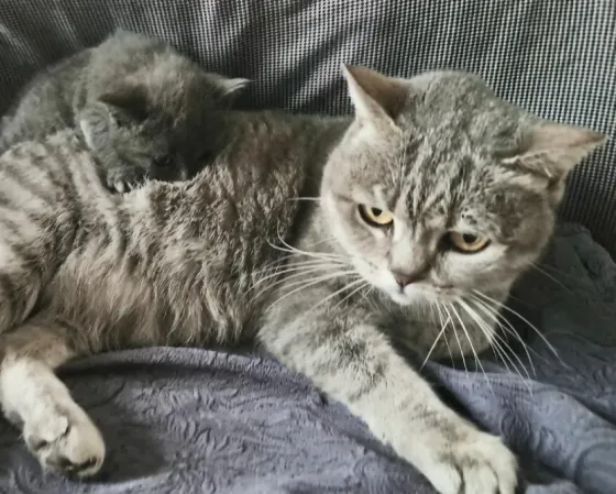 Шотландский котёнок Донецк
