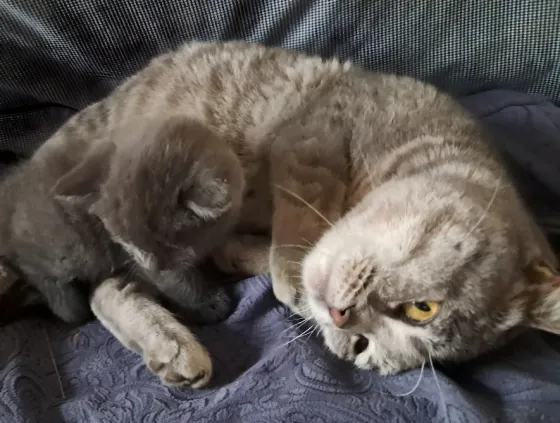 Шотландский котёнок Донецк