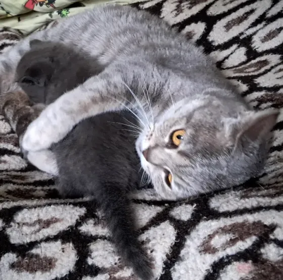 Шотландский котёнок Донецк