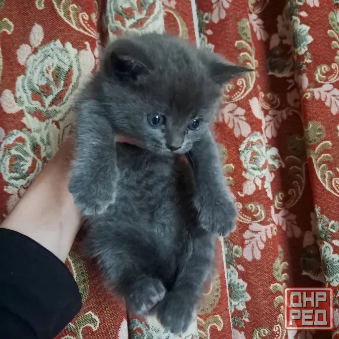 Шотландский котёнок Донецк - изображение 1