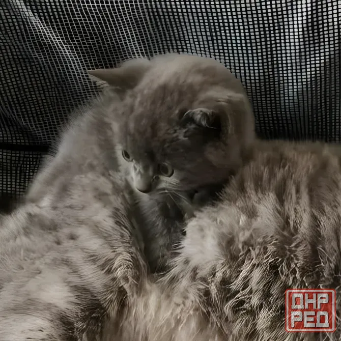 Шотландский котёнок Донецк - изображение 3